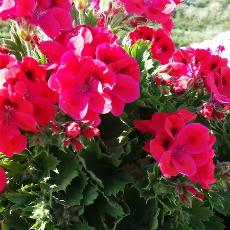 La Zagara Отель 4*